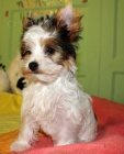 Rozko�n� �t��ata biewer yorkshire teri�r na prodej.