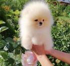 �t��ata pomeran�e