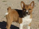 Basenji štěňata Basenji štěňata
