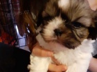 štěňata shih tzu štěňata shih tzu