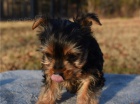 yorkshire štěňata yorkshire štěňata