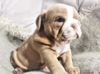 Cenově dostupný anglický buldok štěně nyní k dispozici. Cenově dostupný anglický buldok štěně nyní k dispozici.