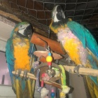 ARA ARARAUNA 5 A 6 LET