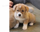 Pembroke Welsh Corgi Pembroke Welsh Corgi