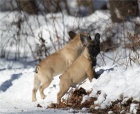 Francouzský buldoček štěňata Francouzský buldoček štěňata
