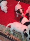 registrierte Jack Russell Welpen registrierte Jack Russell Welpen