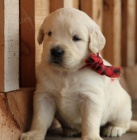 kr�sn� zlat� retr�vr �t�n�. 