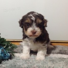 krásná havanská štěňata.  krásná havanská štěňata.