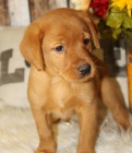 Krásná štěňata labradorského retrívra. Krásná štěňata labradorského retrívra.