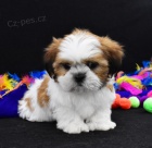 Velmi roztomilá štěňátka shih tzu na prodej. Velmi roztomilá štěňátka shih tzu na prodej.