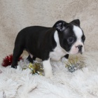 O�kovan� bostonsk� teri�r. 