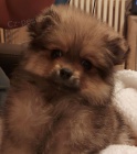 Pomeranian Boo fena �t�n�