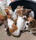 Štěňata Jack Russell teriéra Štěňata Jack Russell teriéra