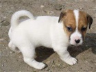 střední štěňata jack russell na prodej střední štěňata jack russell na prodej