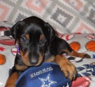 Krásná štěňátka dobermana k dispozici pro opětovné objednání.  Krásná štěňátka dobermana k dispozici pro opětovné objednání.