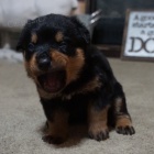 Na prodej jsou k dispozici o�kovan� �t��ata samc� a samic rotvajler�. 