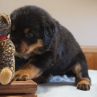 Na prodej jsou k dispozici o�kovan� �t��ata samc� a samic rotvajler�. 