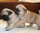 mops mops mops mops