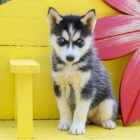 sibiřský husky úžasný sibiřský husky úžasný