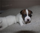 Jack Russell štěňata Jack Russell štěňata