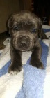 italsk� �t��ata cane corso na prodej
