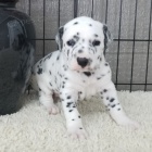 krásná a rozkošná dalmatská štěňata k adopci. krásná a rozkošná dalmatská štěňata k adopci.