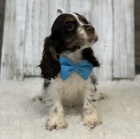 kr�sn� a rozko�n� �t��ata kokr�pan�l� na prodej.