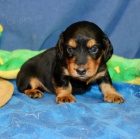 Kr�sn� a rozko�n� trpasli�� �t��ata jezev��k� k prodeji pouze v�n� rodin�. 