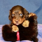 Kr�sn� a rozko�n� trpasli�� �t��ata jezev��k� k prodeji pouze v�n� rodin�. 