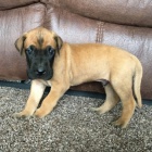 kr�sn� pes a fena n�meck� doga �t��ata na prodej. 