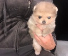 Pomeranian zdravé krásné štěňata na prodej. Štěňátka jsou andílci.  Pomeranian zdravé krásné štěňata na prodej. Štěňátka jsou andílci.