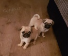 Krásná očkovaná béžová a černá štěňátka mopsů na prodej. Krásná očkovaná béžová a černá štěňátka mopsů na prodej.