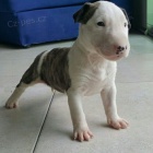 Kr�sn� �t��ata anglick�ho bulteri�ra na prodej.