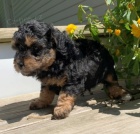 Nádherná štěňata trpasličích pudlů na prodej. Nádherná štěňata trpasličích pudlů na prodej.