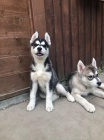 Sibiřský Husky - štěňata Sibiřský Husky - štěňata