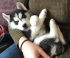 modré oči sibiřský husky modré oči sibiřský husky