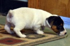 Jack Russell Jack Russell