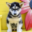 sibiřský husky sibiřský husky