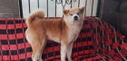 štěňata akita inu  jsou vám k dispozicii. štěňata akita inu  jsou vám k dispozicii.