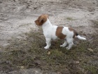 Jack Russell Terrier muži a ženy Jack Russell Terrier muži a ženy