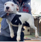 Dogo Argentino �t��ata
