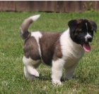 Štěňata Akita Inu jsou připravena do nových domovů. Štěňata Akita Inu jsou připravena do nových domovů.
