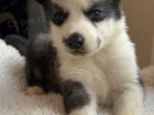 sibiřský husky štěňata sibiřský husky štěňata