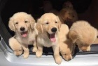 Zlatý retriever Zlatý retriever