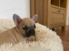 Francouzský buldoček štěňata Francouzský buldoček štěňata