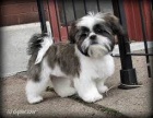 krásný shiht tzu krásný shiht tzu