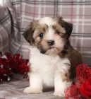 k dispozici roztomil� �t���tka Shih Tzu 