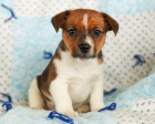 Fascinující štěňata Jack Russell teriéra  Fascinující štěňata Jack Russell teriéra