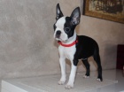 Bostonsky terier