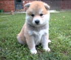 Zdravá štěňata Akita Inu k dispozici  Zdravá štěňata Akita Inu k dispozici